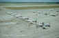 Flightline_1NL.jpg (1990 bytes)